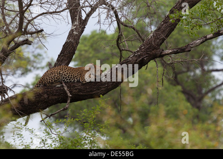 Leopard en arbre Banque D'Images