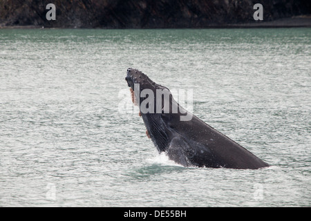 Baleine à bosse - Megaptera novaeangliae -, Kenai Fjords National Park, Alaska, États-Unis d'Amérique Banque D'Images