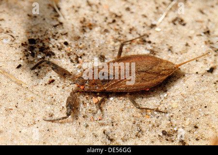 Scorpion d'eau (Nepa cinerea), Schwaanhavel, Mecklenburg-Strelitz, Mecklembourg-Poméranie-Occidentale Banque D'Images