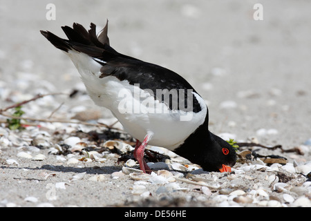 Huîtrier pie (Haematopus ostralegus), se nourrissent dans la mer des Wadden, Minsener Oog, îles de la Frise orientale, de Basse-saxe mer des Wadden Banque D'Images