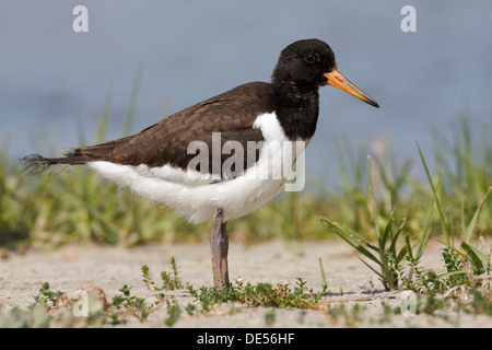 Huîtrier pie (Haematopus ostralegus) subadulte au lissage, premier plumage juvénile, Minsener Oog, îles de la Frise Orientale Banque D'Images