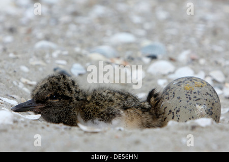 Eurasian Oystercatcher (Haematopus ostralegus), chick assis dans l'espace de nidification avec à côté d'un oeuf, Minsener Oog Banque D'Images