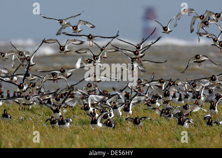 Un troupeau d'huîtriers (Haematopus ostralegus), l'atterrissage sur un marais, Mellum Phare plaque à l'arrière Banque D'Images