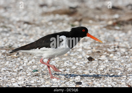 Eurasian Oystercatcher (Haematopus ostralegus), ancien oiseau avec une ficelle attachée à sa jambe, bénabar, Minsener Oog Banque D'Images