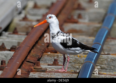 Eurasian Oystercatcher (Haematopus ostralegus), vieux, d'oiseaux albinos partiel, perché sur les voies ferrées, Minsener Oog Banque D'Images