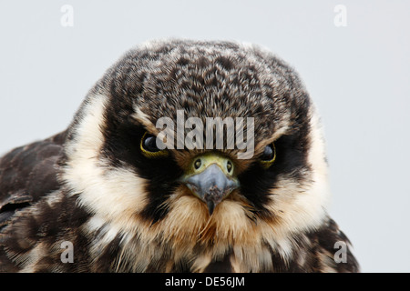 Eurasian Hobby (Falco subbuteo), juvénile, portrait, Ostriesische 151, Frise, Basse-Saxe, Allemagne Banque D'Images