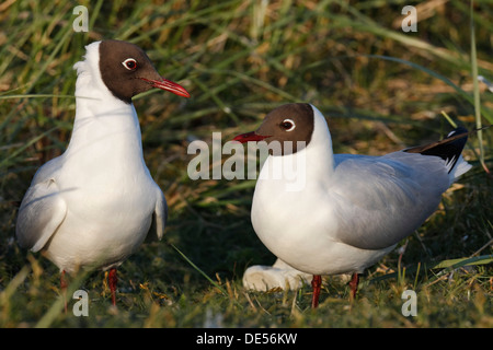 Deux mouettes à tête noire (Chroicocephalus ridibundus, anciennement Larus ridibundus), îles de la Frise orientale, Frise orientale, Basse-Saxe Banque D'Images