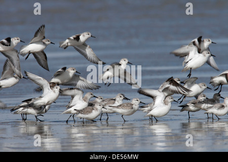 Bécasseau sanderling (Calidris alba), troupeau, dans les vasières au cours de la migration printanière, îles de la Frise orientale, Frise orientale, Basse-Saxe Banque D'Images