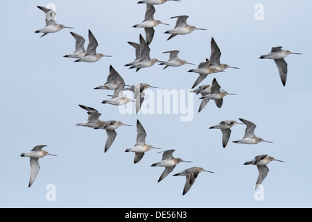 Bar-tailed hudsoniennes (Limosa lapponica) durant la migration de printemps, en plumage de reproduction, îles de la Frise orientale, Frise Orientale Banque D'Images