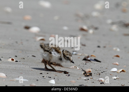 Gravelot commune ou grand gravelot (Charadrius hiaticula), à la recherche de nourriture sur la plage, îles de la Frise Orientale Banque D'Images