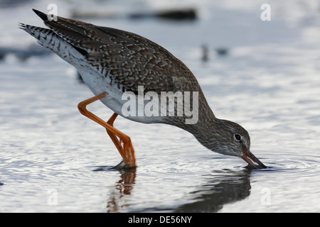 Chevalier Gambette (Tringa totanus) se nourrissent dans les vasières au cours de la migration d'automne, îles de la Frise orientale, Frise Orientale Banque D'Images