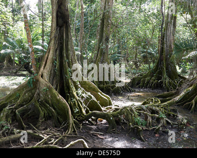 Buttress roots, Dragonsblood Tree (Pterocarpus officinalis), Punta Uva, Puerto Viejo, Costa Rica, Amérique Centrale Banque D'Images