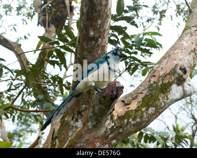 White-throated Magpie-Jay (Calocitta formosa), l'Arenal Volcano National Park, province de Guanacaste, Costa Rica, Amérique Centrale Banque D'Images