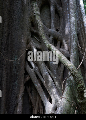 Bengal ou Banyan Ficus benghalensis (FIG), strangler fig, Las Pailas, Ricòn de la Vieja National Park, Province de Guanacaste Banque D'Images