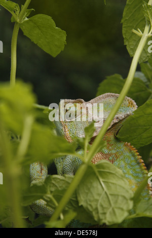 Le Yémen ou l'homme caméléon voilées parmi les plantes Chamaeleo calyptratus Banque D'Images