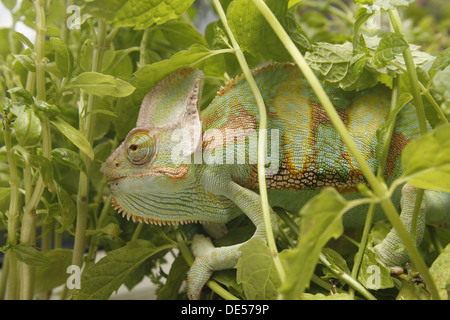 Le Yémen ou l'homme caméléon voilées parmi les plantes Chamaeleo calyptratus Banque D'Images