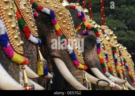 Décoré d'éléphants, de Pooram Thrissur, festival, Kerala, Inde du Sud, Inde, Asie Banque D'Images