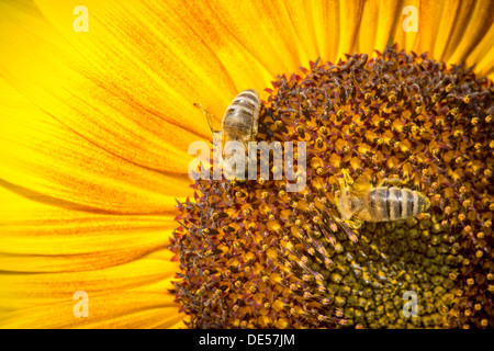 Les abeilles de l'Ouest (Apis mellifera) perché sur un tournesol (Helianthus annuus), vue détaillée de l'oranger, Stuttgart Banque D'Images