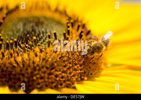 'Abeille à miel (Apis mellifera) perché sur un tournesol (Helianthus annuus), vue détaillée de l'oranger, Stuttgart Banque D'Images