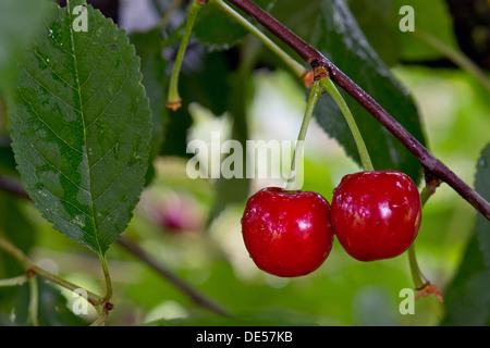 Le Griottier ou griottes (Prunus cerasus), Obersoellbach, Hohenlohe, Bade-Wurtemberg Banque D'Images