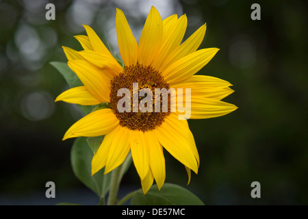 Tournesol (Helianthus annuus), Bade-Wurtemberg Banque D'Images