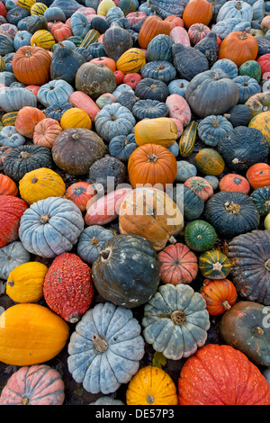 Différentes variétés de citrouilles, courges et gourdes (Cucurbita pepo), Bade-Wurtemberg Banque D'Images