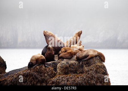 Colonie de lions de mer dans la région de Kenai Fjords National Park, Alaska, États-Unis d'Amérique Banque D'Images