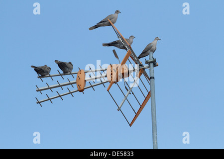 Les pigeons debout sur une antenne de télévision. Banque D'Images