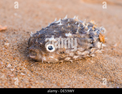 Figuier de grand poisson-bellied sur une plage Banque D'Images