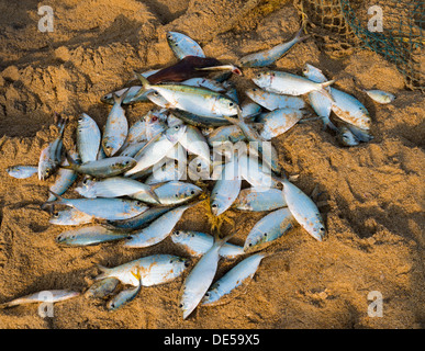 Poisson sur une plage, le pêcheur de capture Banque D'Images