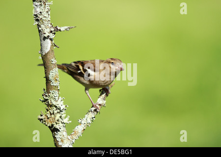 Perché (Fringilla coelebs Chaffinch femelle) avec arrière-plan flou de couleurs vert. Banque D'Images