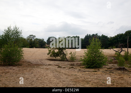 La dérive du sable dans le Parc National de Maasduinen, Limbourg, Pays-Bas Banque D'Images