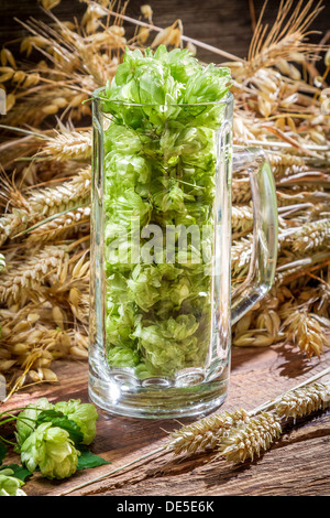 Cônes de houblon recueillis dans une pinte de bière Banque D'Images