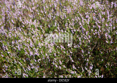 La floraison heath dans le Parc National de Maasduinen, Limbourg, Pays-Bas Banque D'Images