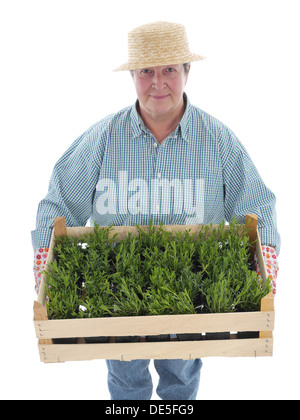 Senior féminine gardener wearing straw hat holding des caisses en bois plein de semis d'aspic shot on white Banque D'Images