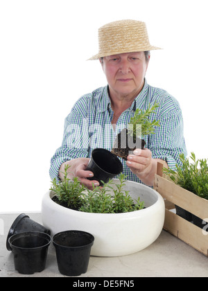 Senior féminine wearing straw hat jardinier hors literie semis aspic Banque D'Images