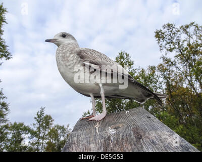 Goéland juvénile, Larus canus Banque D'Images