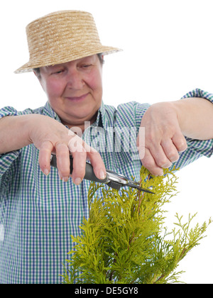 Senior femelle formant jardinier arbre à l'aide de cisailles thuja Banque D'Images