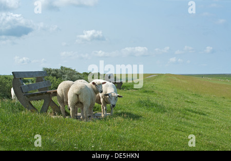 Moutons sur la digue à la mer du Nord Banque D'Images