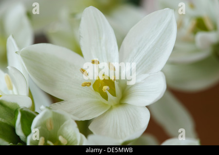 Star of Bethlehem Ornithogalum oligophyllum Mars Banque D'Images