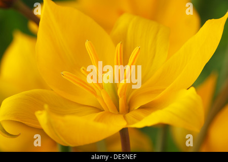 Tulipa sylvestris tulipe tulipes sauvages Divers Mars Banque D'Images