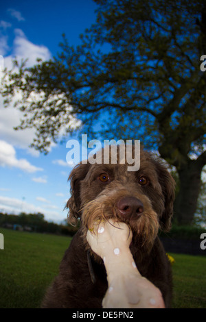 Chien jouant avec l'os en caoutchouc sur un été, labardoodle chcolate brown Banque D'Images