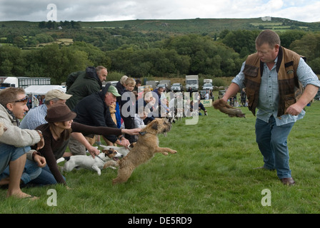 Terrier course à la foire de Widecombe, propriétaires et leurs terriers, l'homme debout a un «faux» lapin dans sa main et se moque, excitant les chiens à donner la chasse. Widecombe dans le Moor Dartmoor Devon UK. HOMER SYKES Banque D'Images