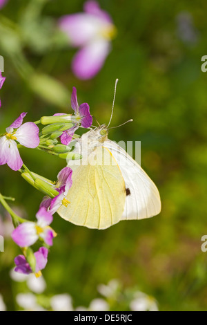 Petite Femelle White (Pieris rapae) se nourrissant de stocks de Virginie Banque D'Images