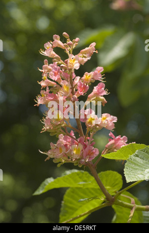 Le Marronnier rouge, Aesculus × carnea Banque D'Images