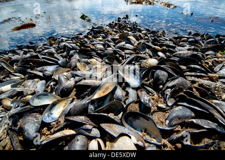 En forme de coquilles de moules s'asseoir sur les lits dans un estuaire, North Devon coast Banque D'Images