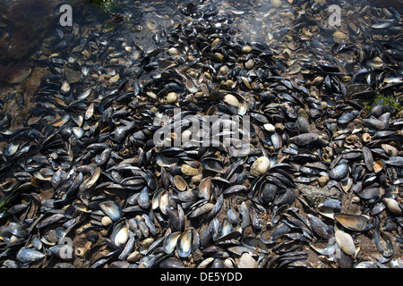 En forme de coquilles de moules s'asseoir sur les lits dans un estuaire, North Devon coast Banque D'Images