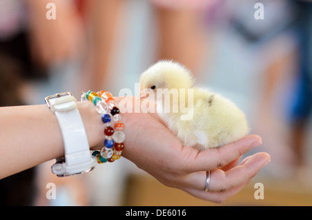 Une personne titulaire d'un poussin. Banque D'Images