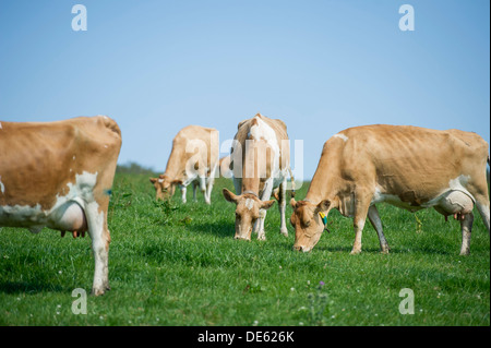 Les vaches Jersey paissent dans un champ vert, Devon Banque D'Images