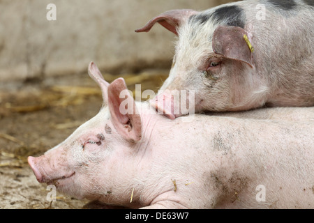 Village resplendissant, l'Allemagne, les porcs domestiques Banque D'Images